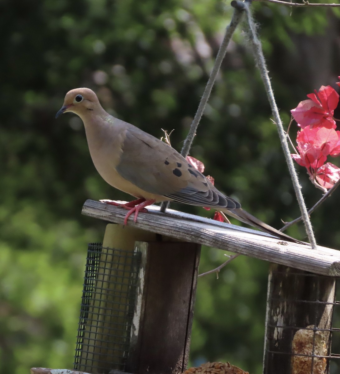 Mourning Dove - ML642173095