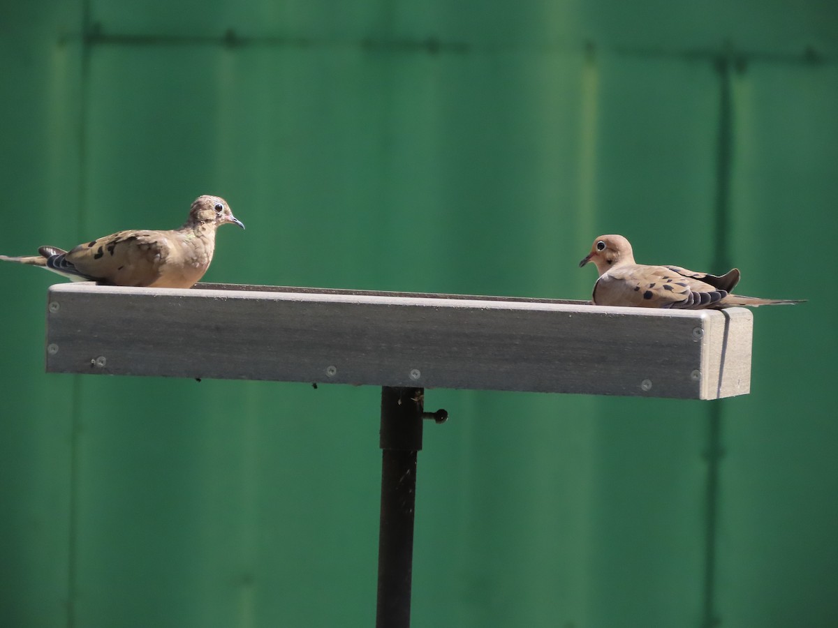 Mourning Dove - ML642173096