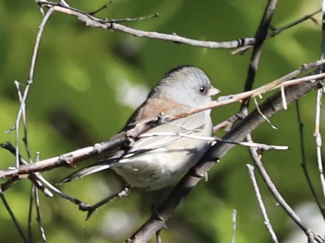 Dark-eyed Junco (Gray-headed) - ML642173098