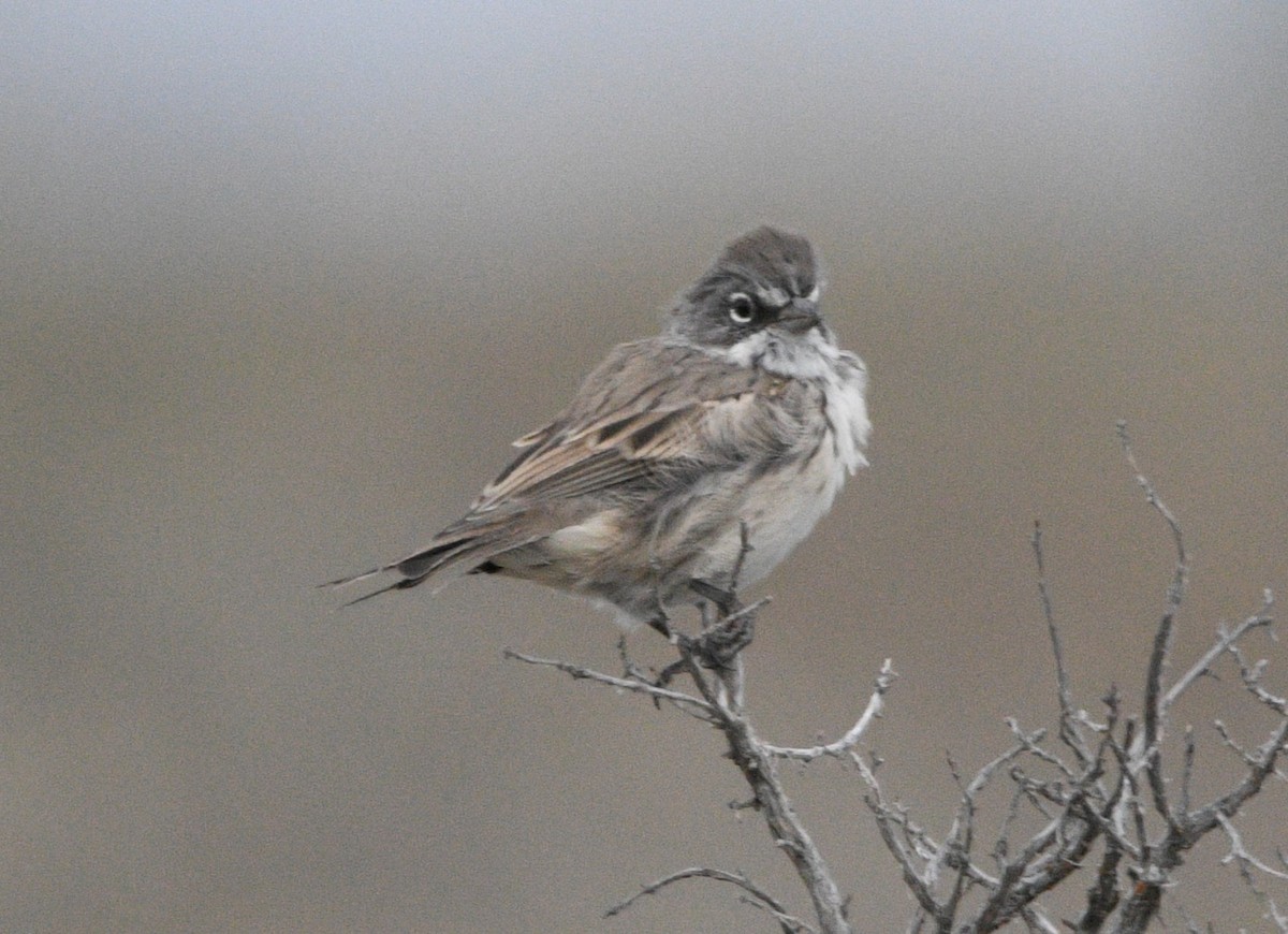 Sagebrush Sparrow - ML642173099
