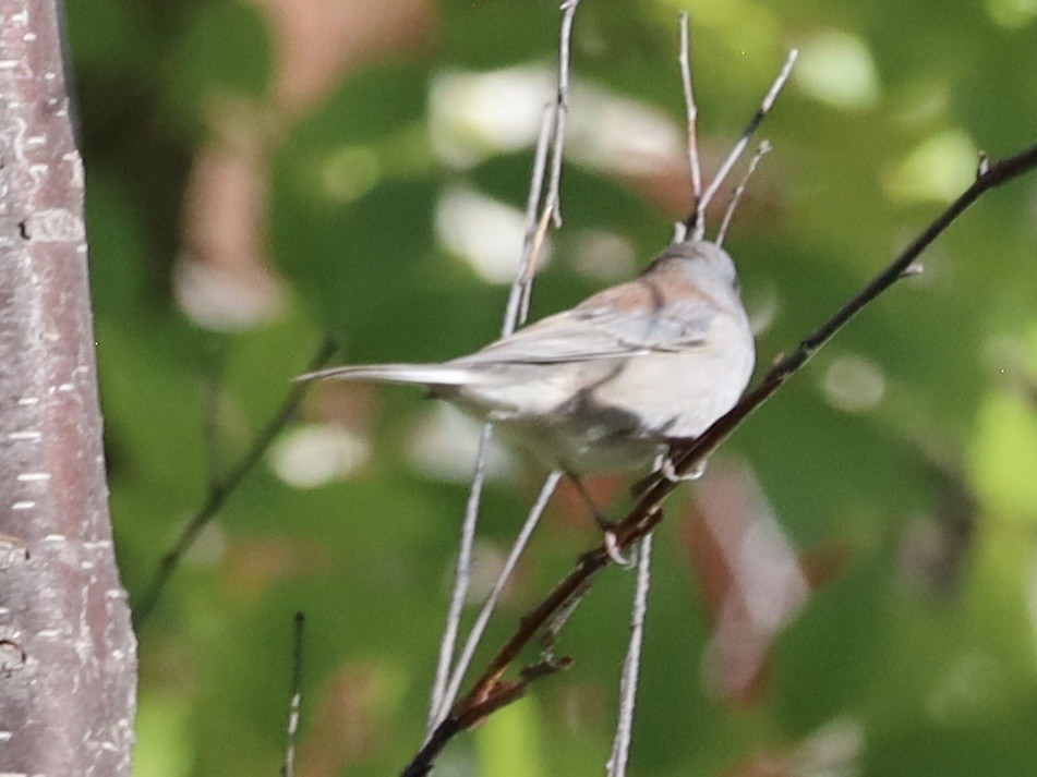 Dark-eyed Junco (Gray-headed) - ML642173100