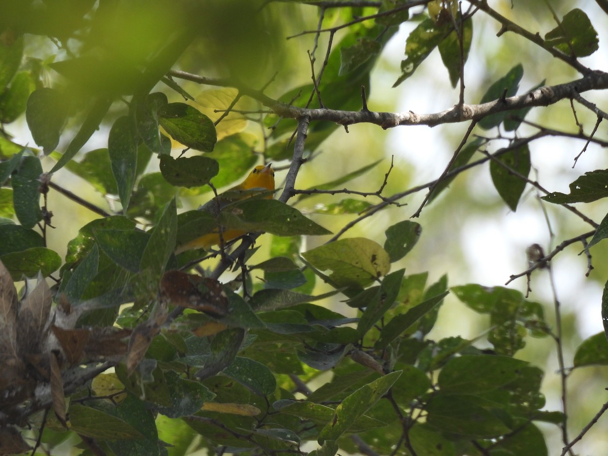 Prothonotary Warbler - ML642173101