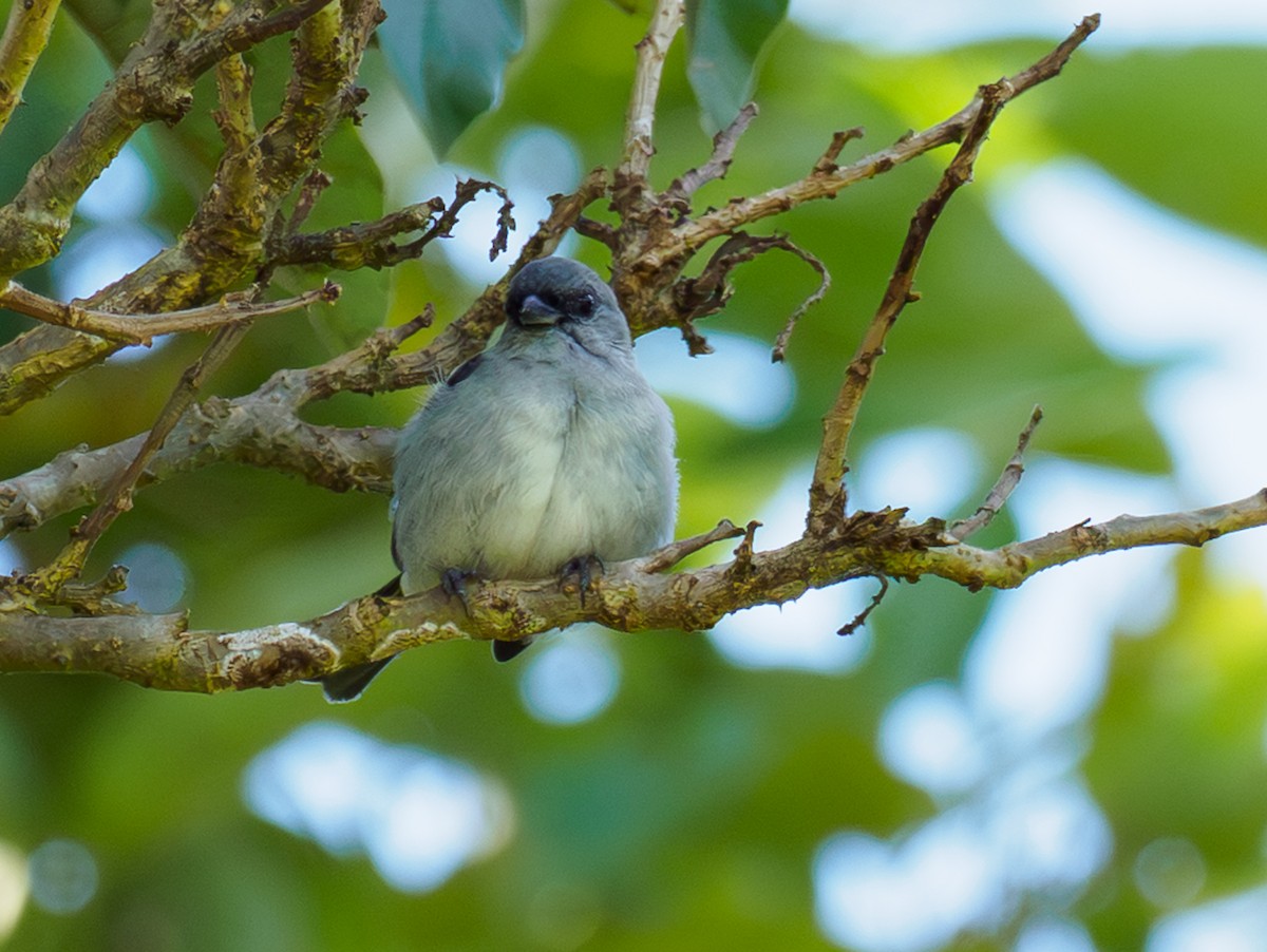 Plain-colored Tanager - ML642173102