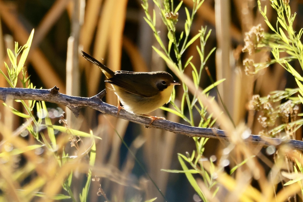 Common Yellowthroat - ML642173103