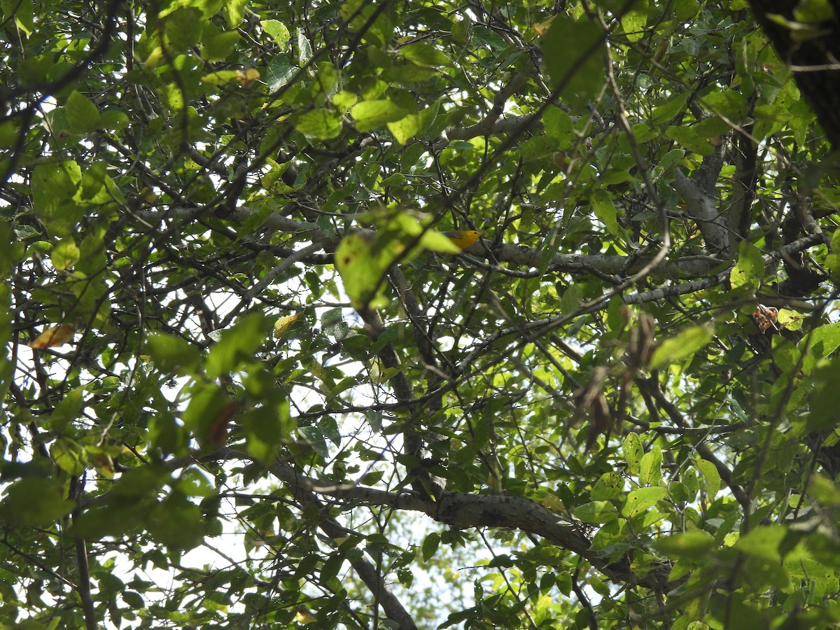 Prothonotary Warbler - ML642173106