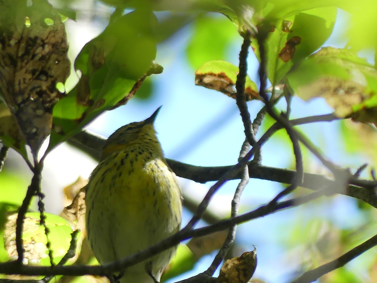 Cape May Warbler - ML642173107