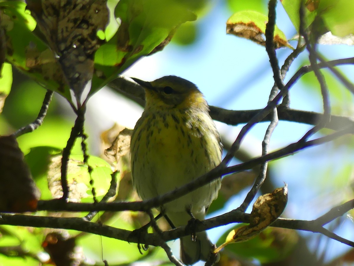 Cape May Warbler - ML642173108