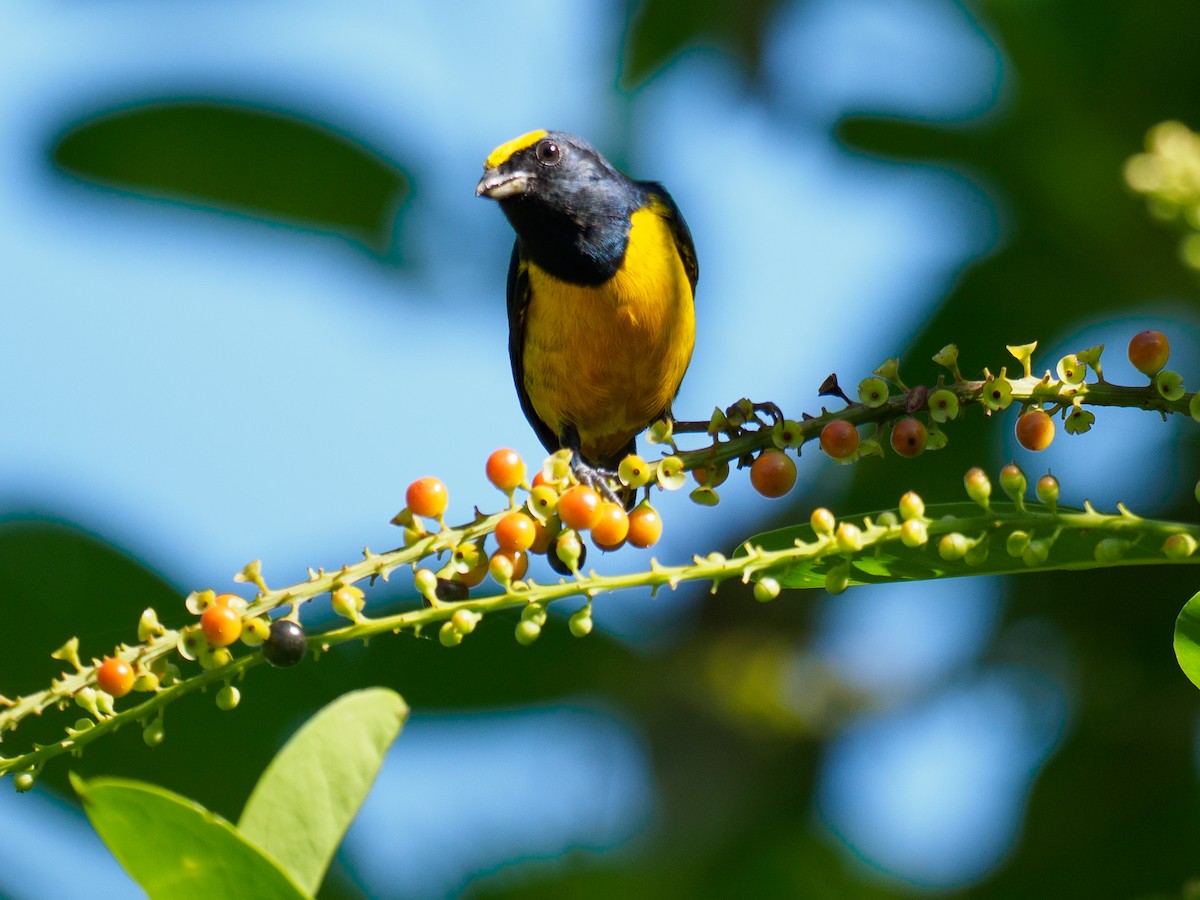 Fulvous-vented Euphonia - ML642173109
