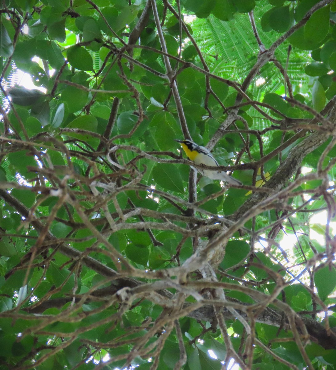 Yellow-throated Warbler - ML642173110