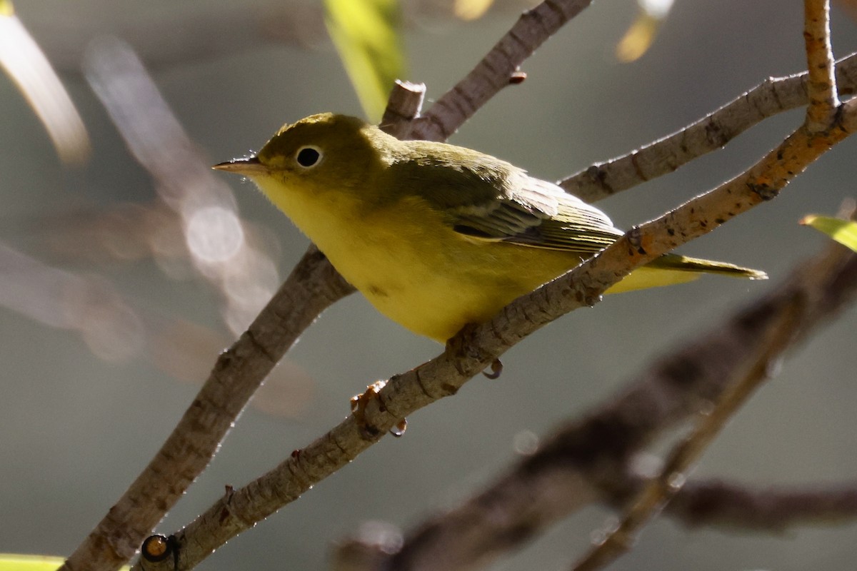 Yellow Warbler - ML642173111