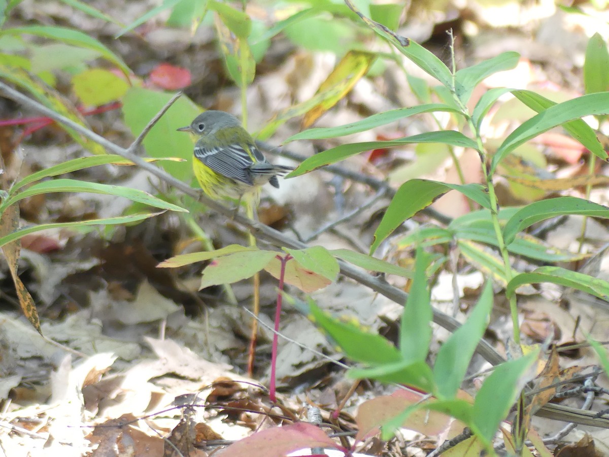 Magnolia Warbler - ML642173113