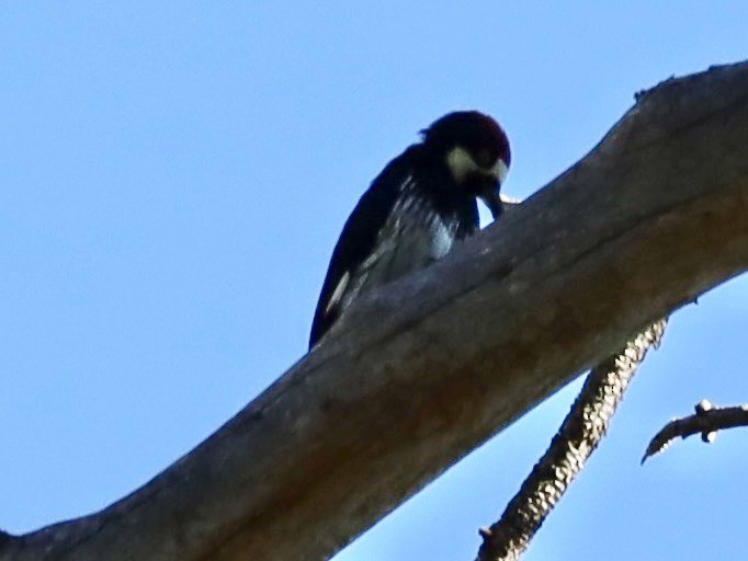 Acorn Woodpecker - ML642173114