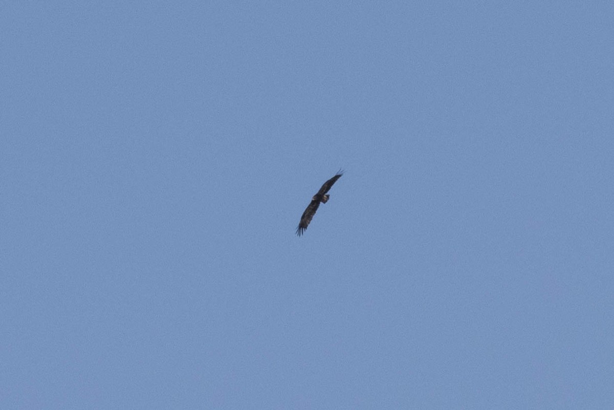 Steppe Eagle - ML642173117