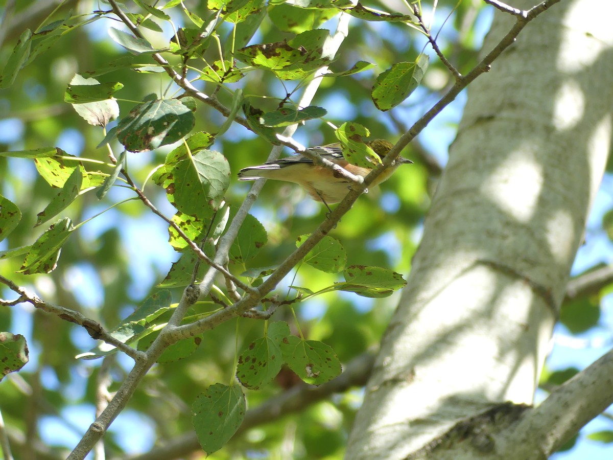 Bay-breasted Warbler - ML642173118