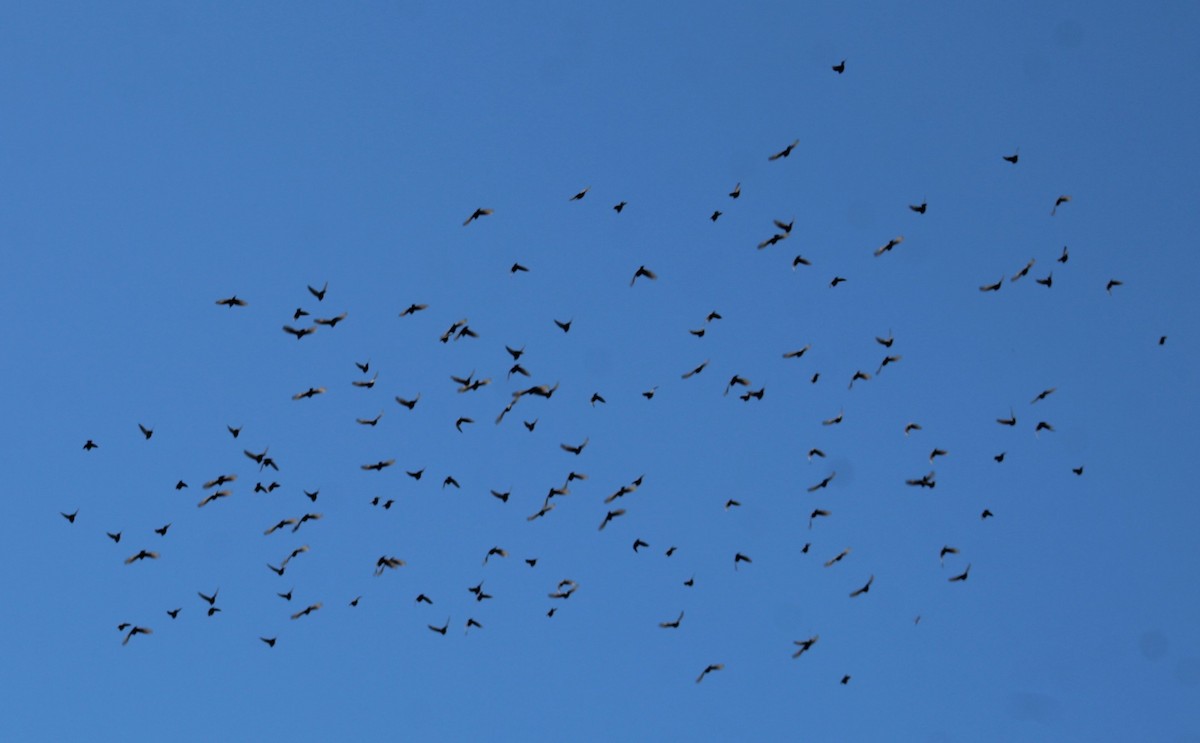 European Starling - ML642173122