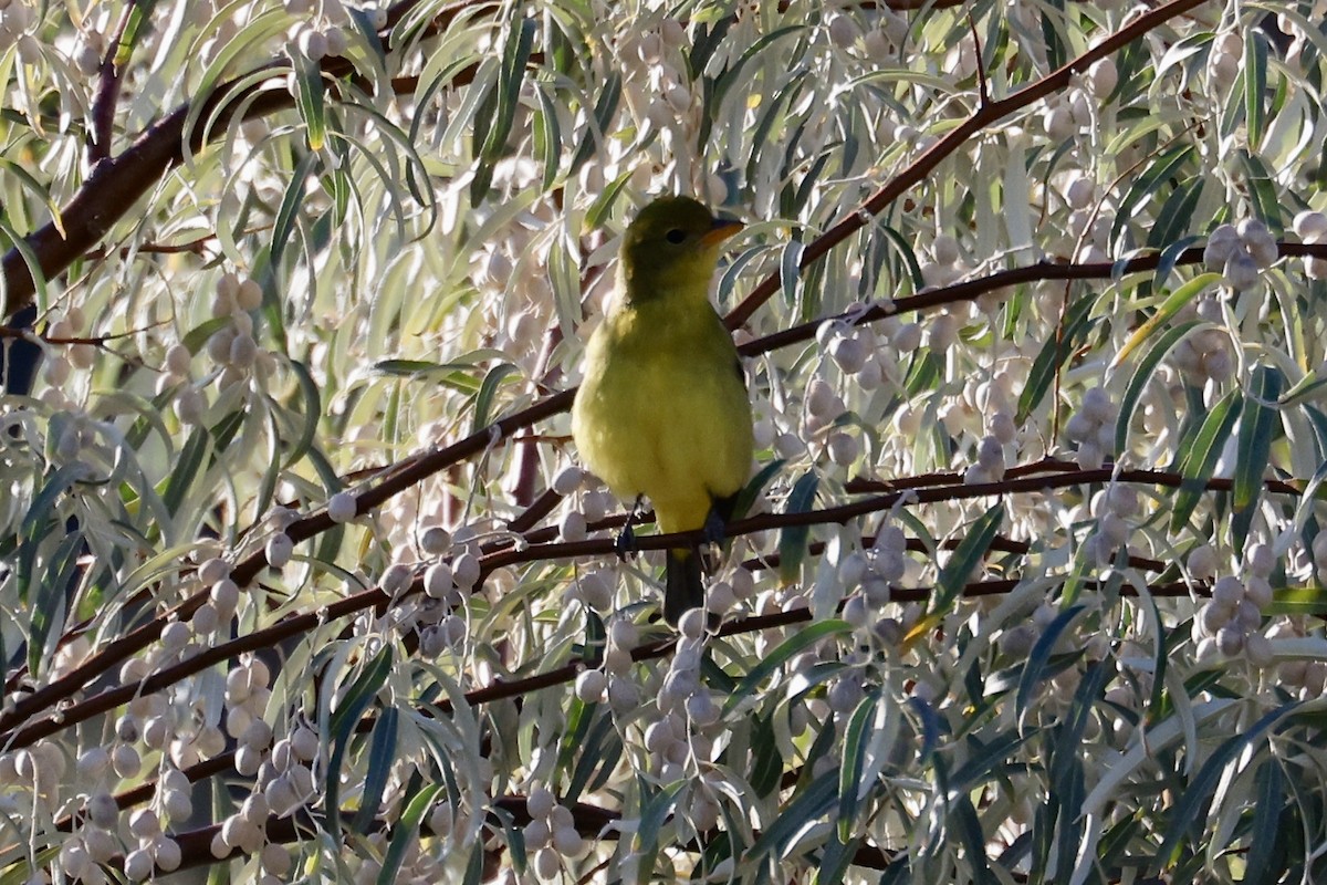 Western Tanager - ML642173128