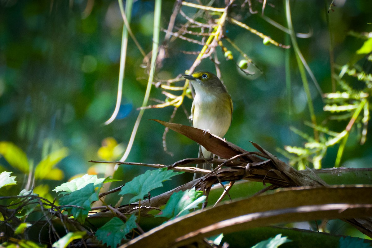 White-eyed Vireo - ML642173136