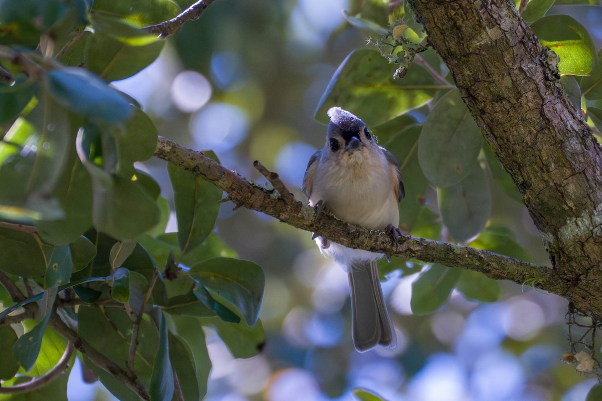 Tufted Titmouse - ML642173152