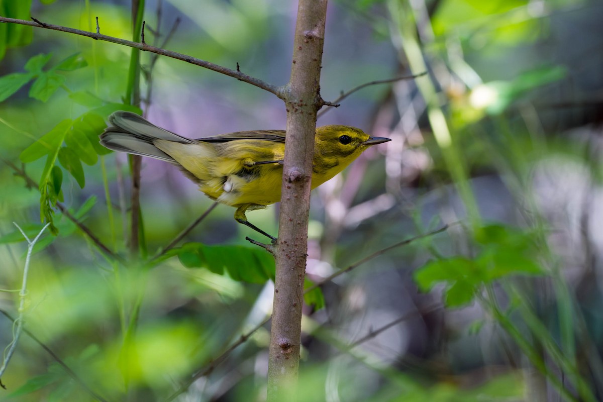 Prairie Warbler - ML642173158