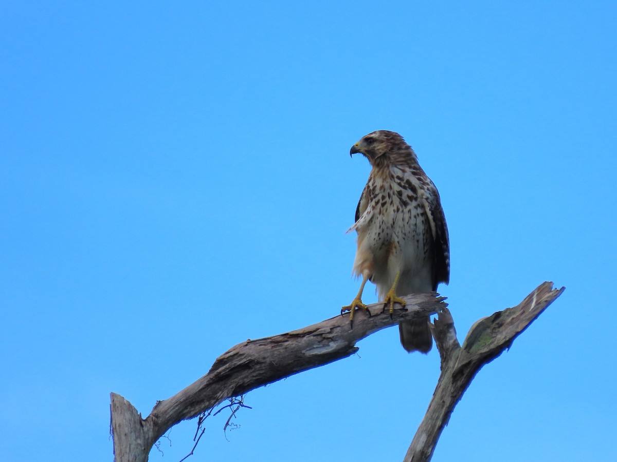 Red-shouldered Hawk - ML642173191