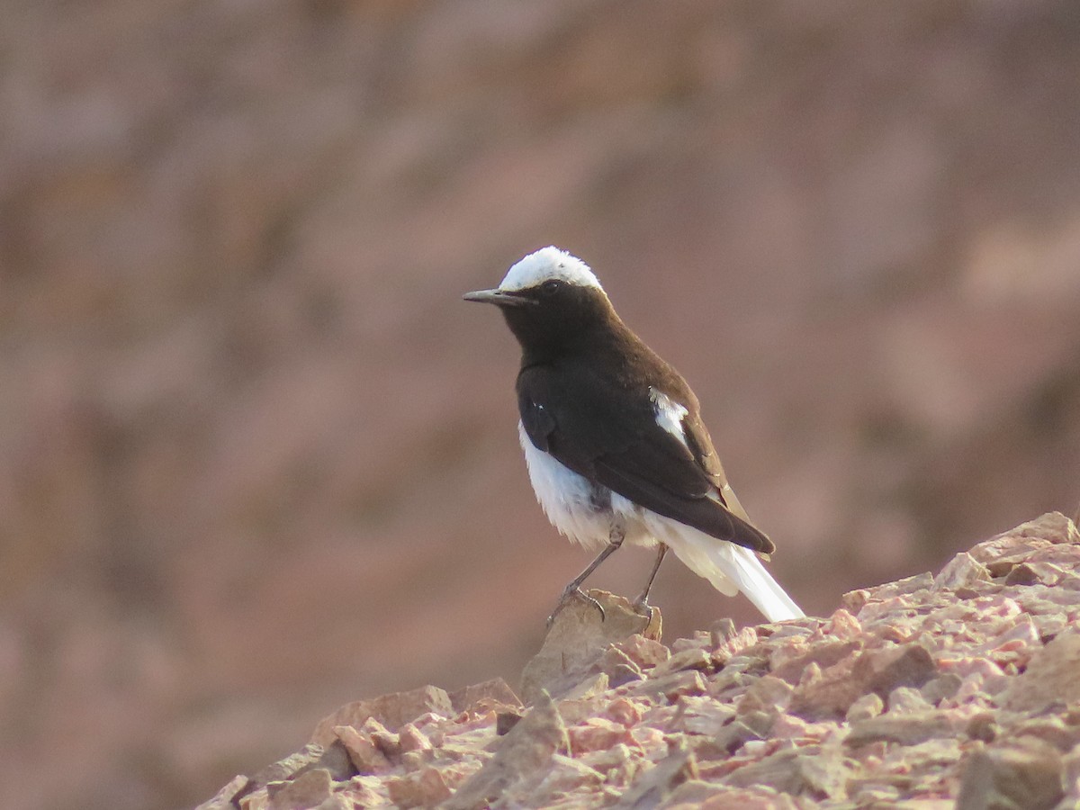Hooded Wheatear - ML642173193