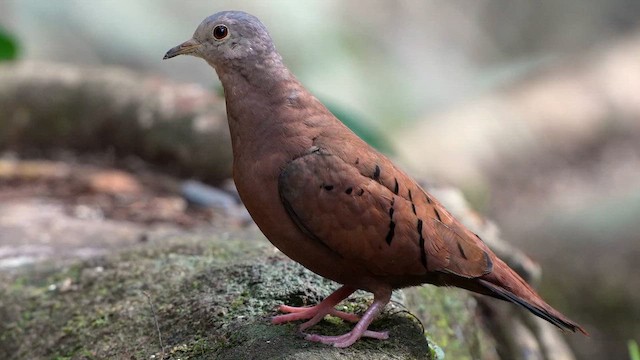 Ruddy Ground Dove - ML642173194