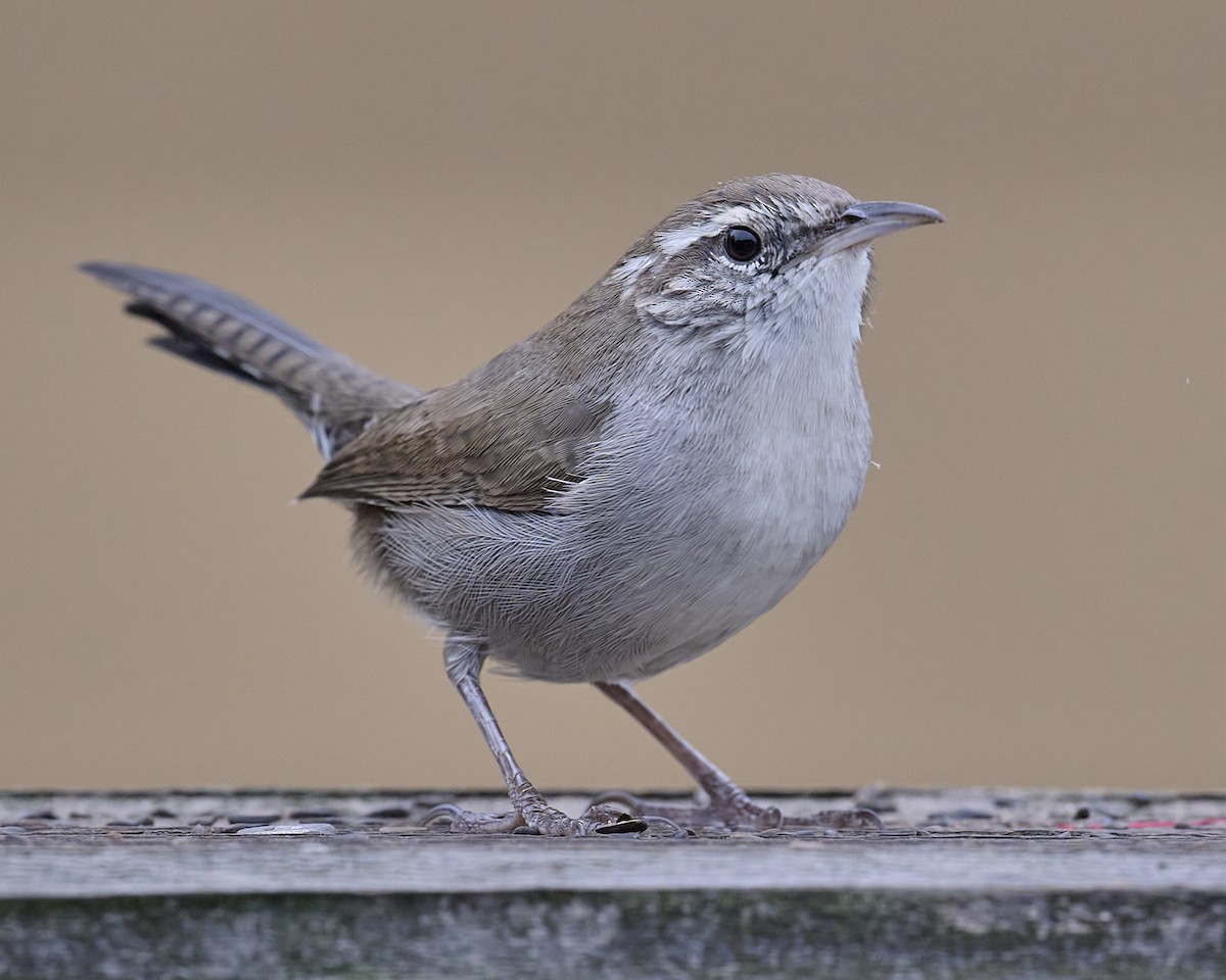 Bewick's Wren - ML642173211