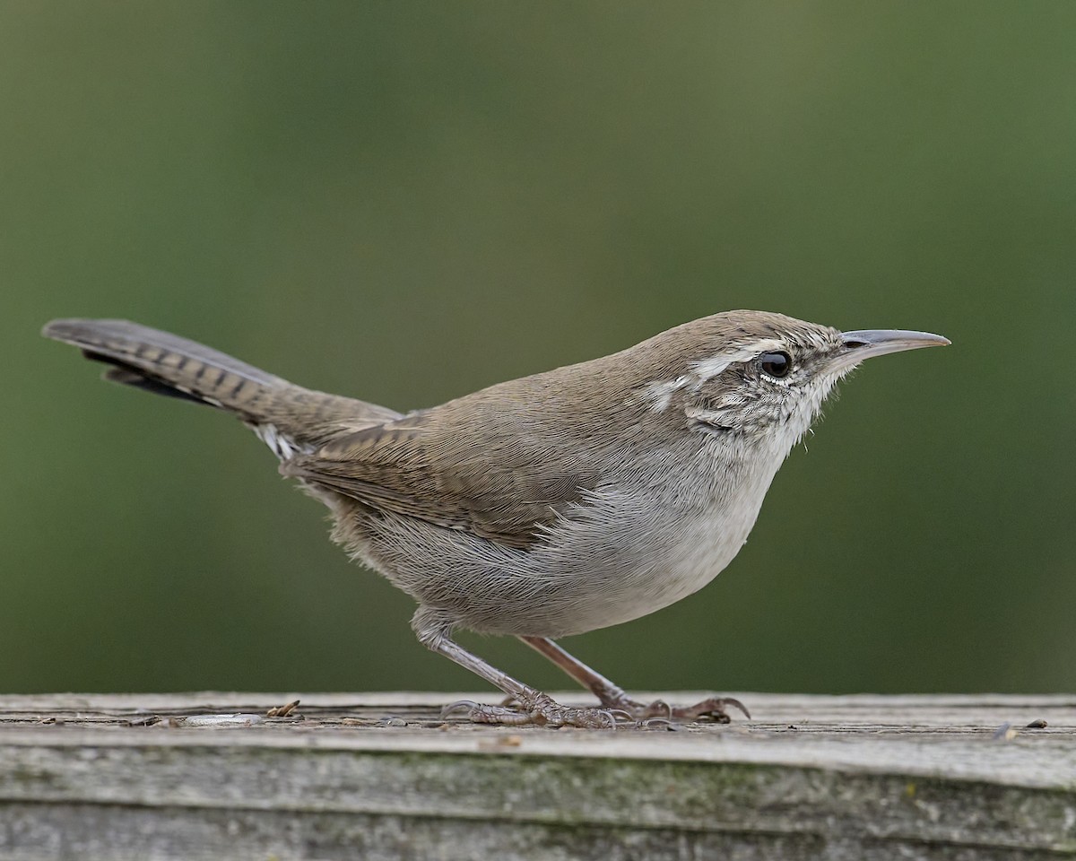 Bewick's Wren - ML642173212