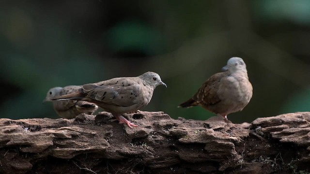 Ruddy Ground Dove - ML642173219