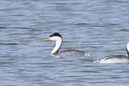 Clark's Grebe - ML642173281