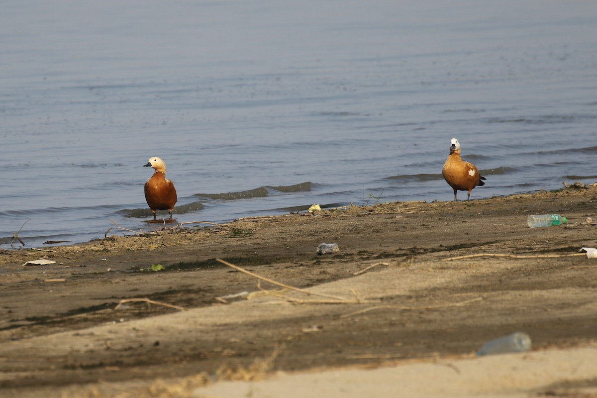 Ruddy Shelduck - ML642173290
