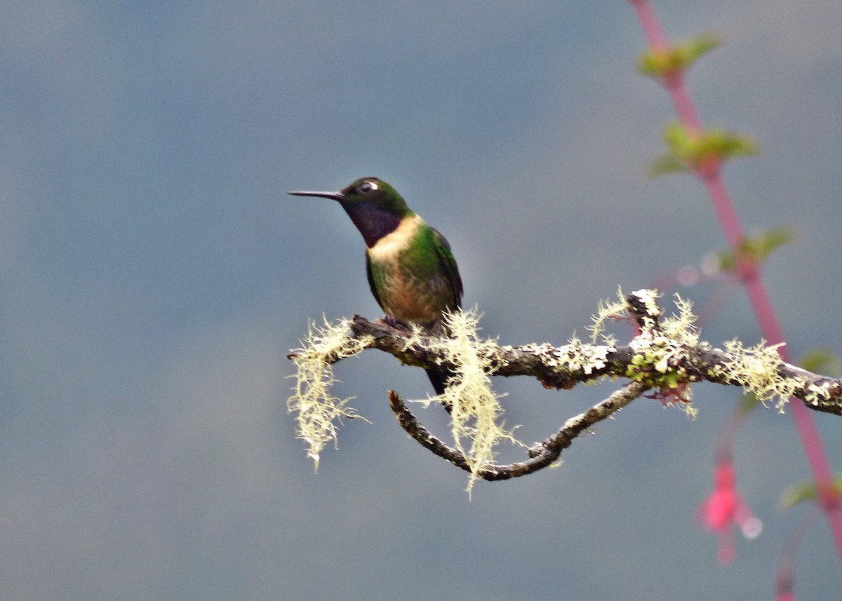 Amethyst-throated Sunangel - ML642173300