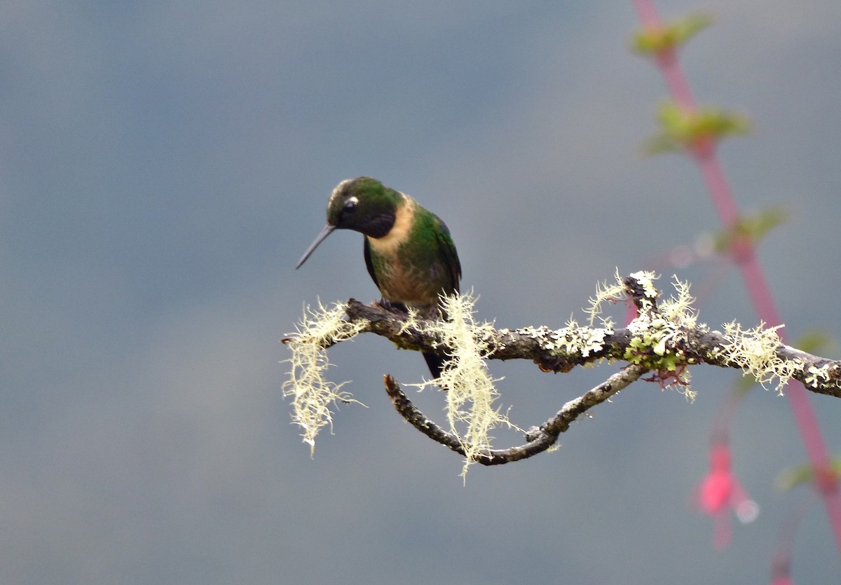 Amethyst-throated Sunangel - ML642173301