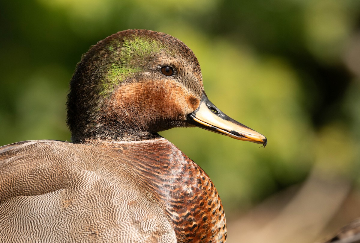 Gadwall x Mallard (hybrid) - ML642173312