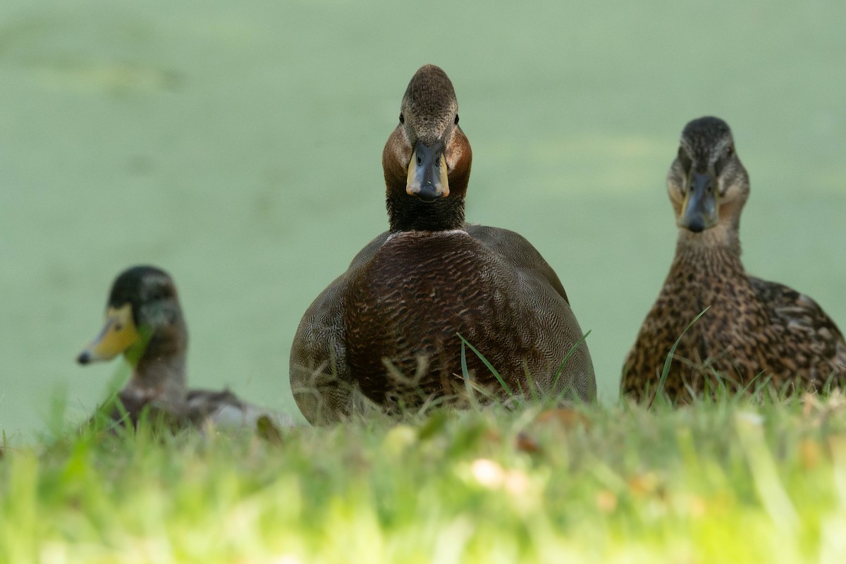 Gadwall x Mallard (hybrid) - ML642173314