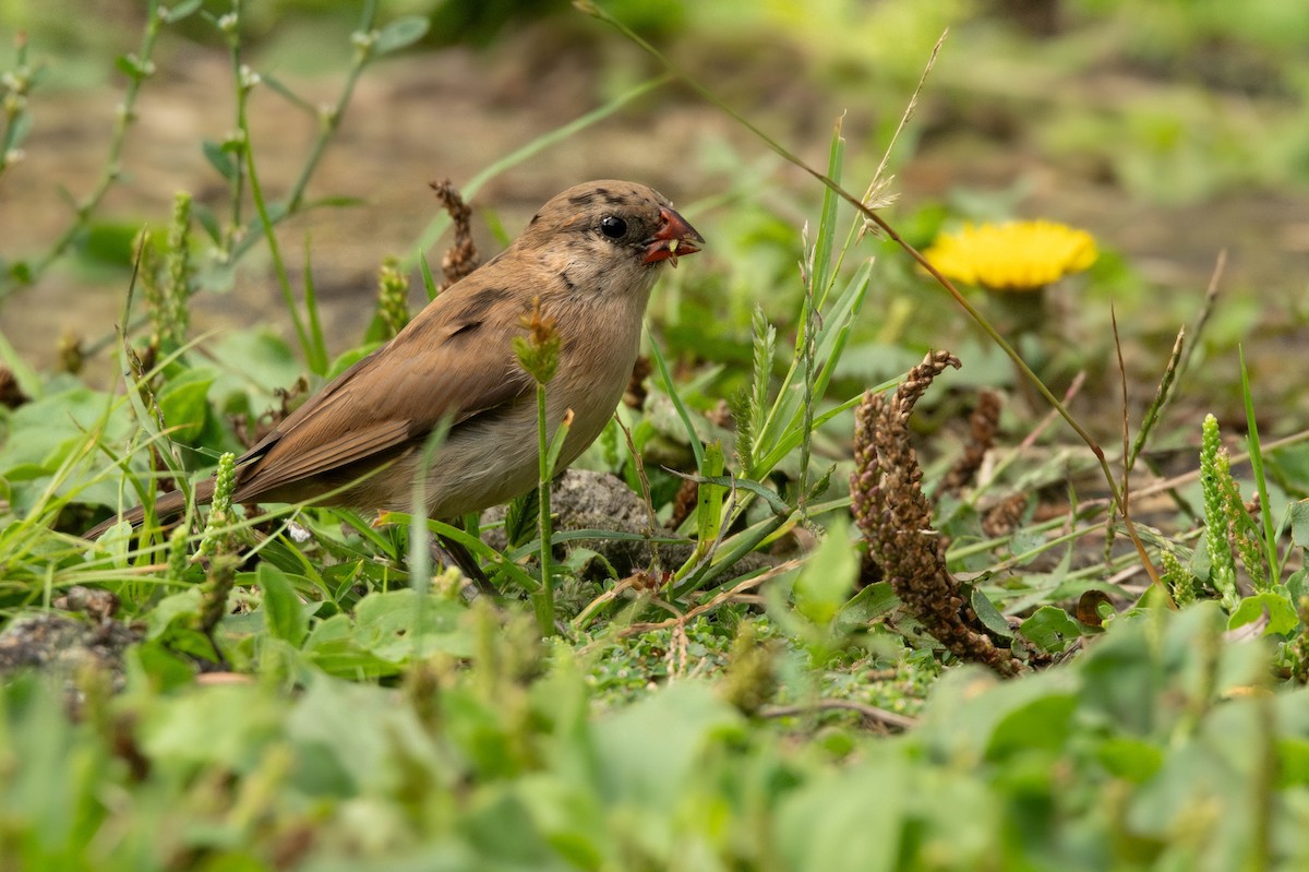 Pin-tailed Whydah - ML642173322