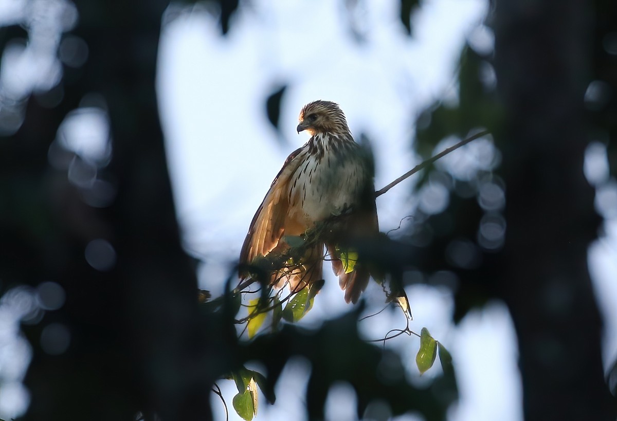 Broad-winged Hawk (Caribbean) - ML642173328