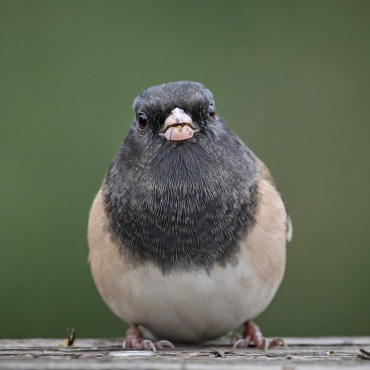Junco ardoisé (groupe oreganus) - ML642173344