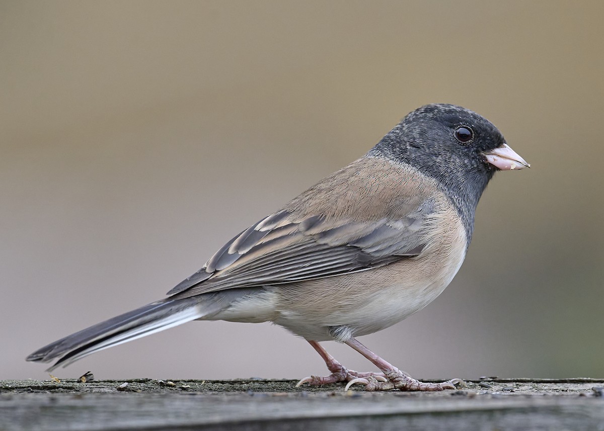 Junco ardoisé (groupe oreganus) - ML642173345