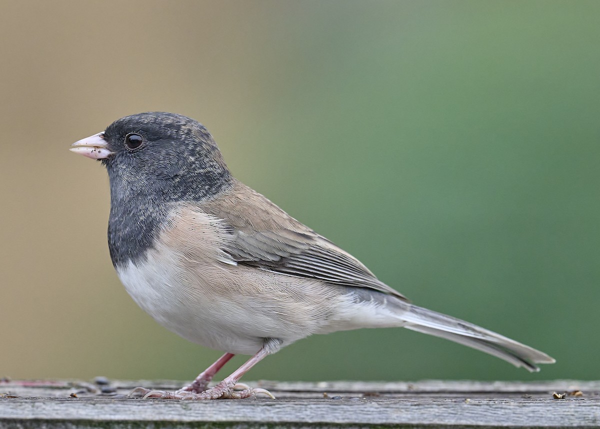 Junco ardoisé (groupe oreganus) - ML642173346