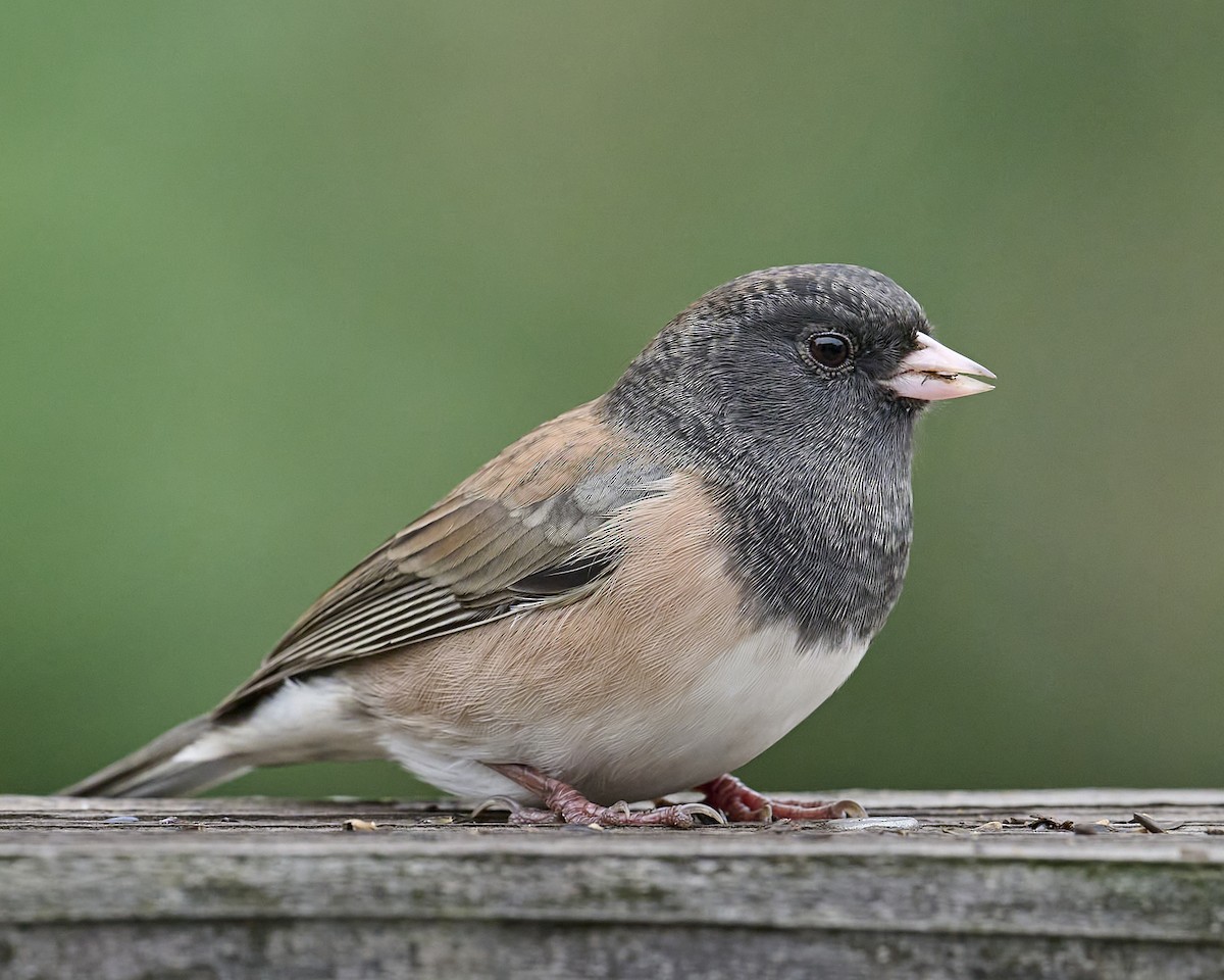 Junco ardoisé (groupe oreganus) - ML642173347