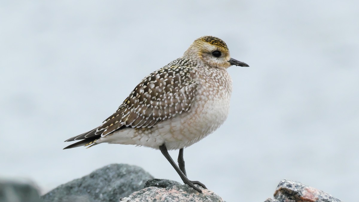 American Golden-Plover - ML642173350