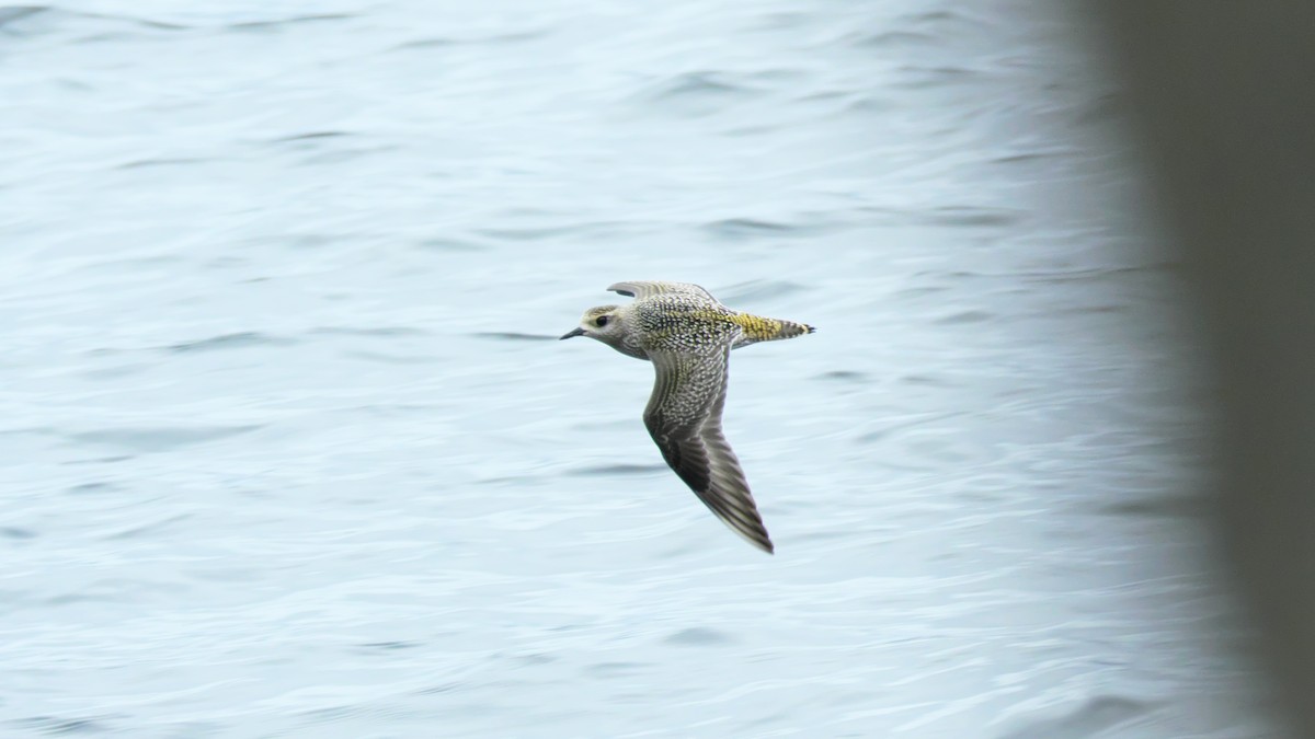 American Golden-Plover - ML642173351