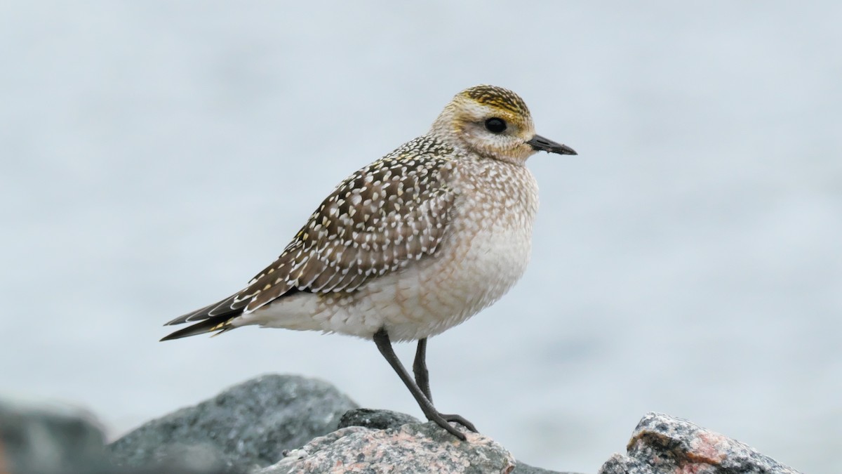 American Golden-Plover - ML642173352
