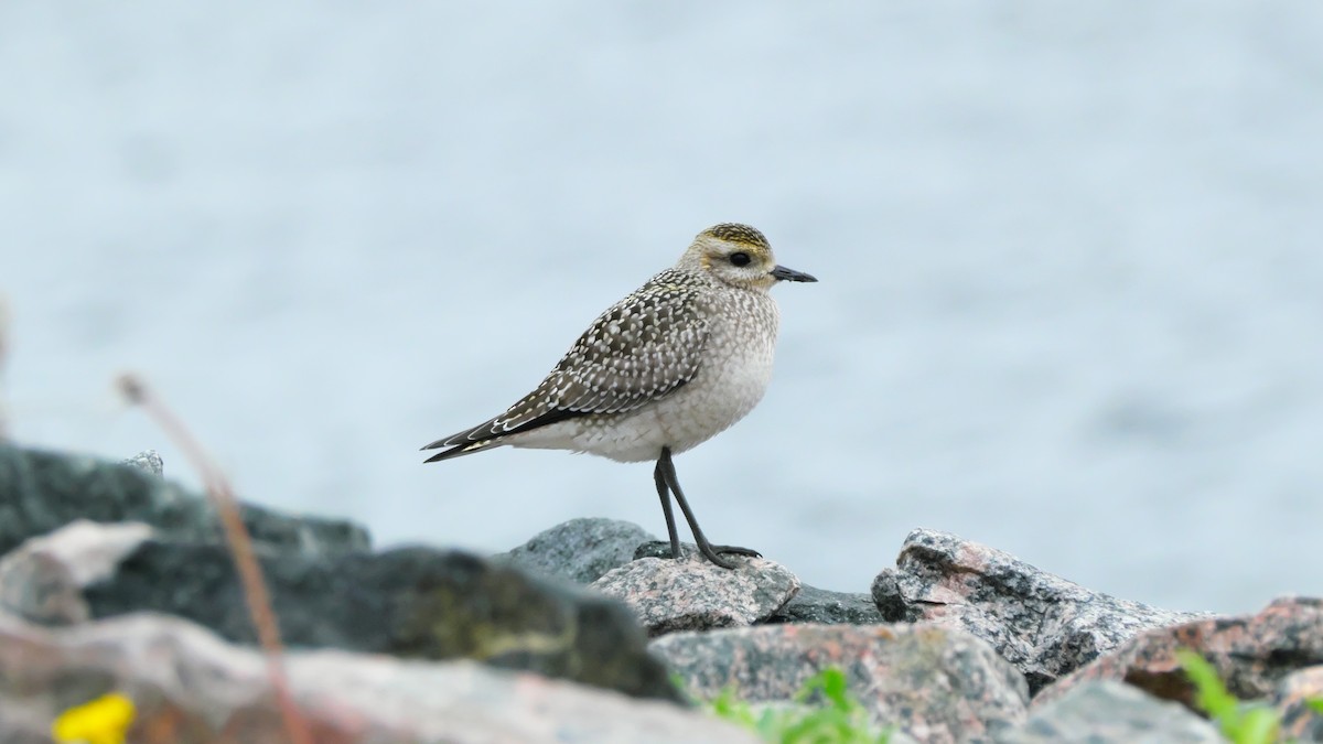 American Golden-Plover - ML642173353