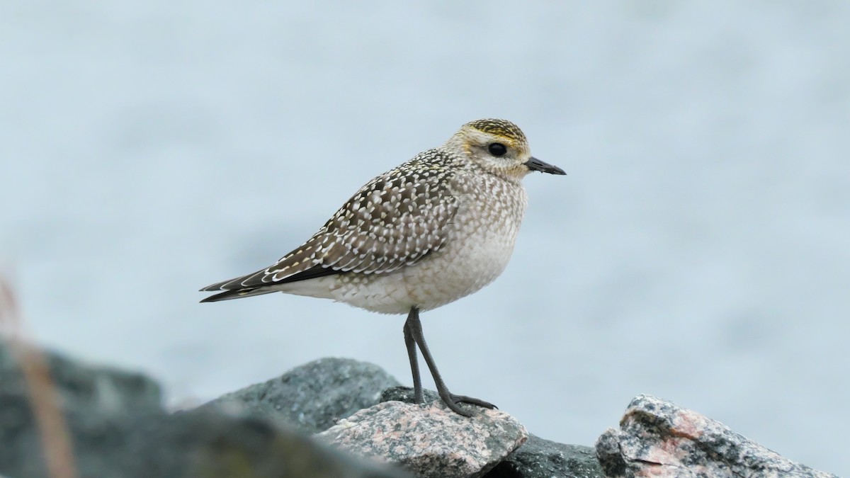 American Golden-Plover - ML642173354