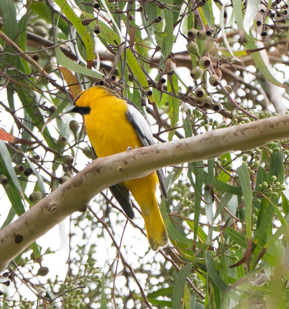 Oriole de Bullock - ML642173363