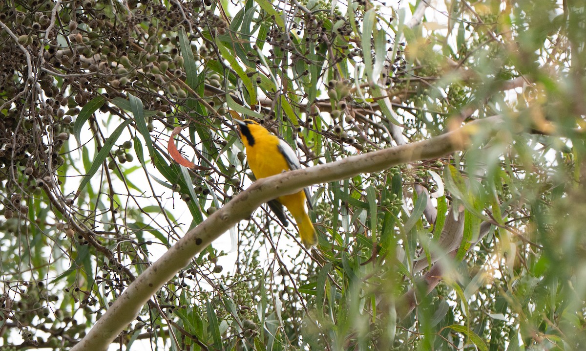 Oriole de Bullock - ML642173364