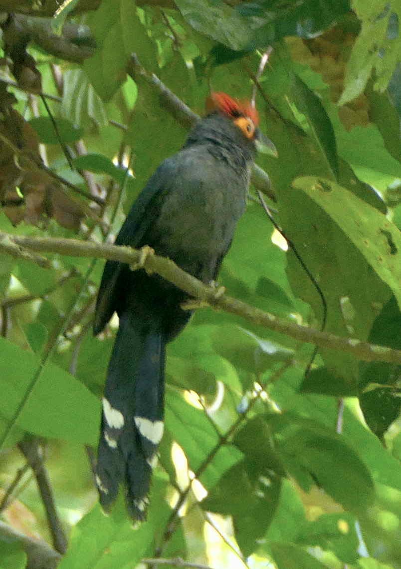 parykkmalkoha - ML642173374