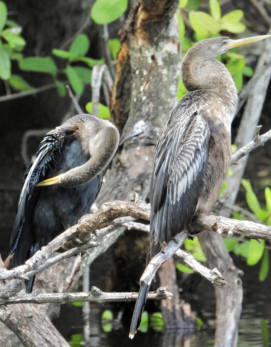Anhinga d'Amérique - ML642173376